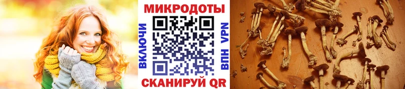 Галлюциногенные грибы Psilocybe  Невинномысск 